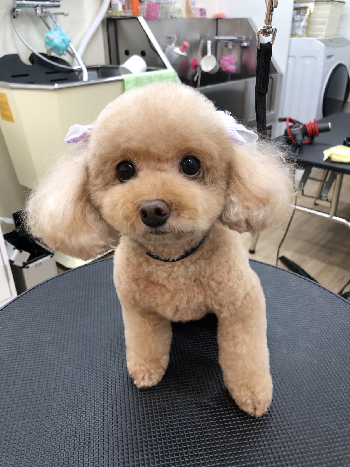 Pets Tokyo Iidabashi facility photo 5