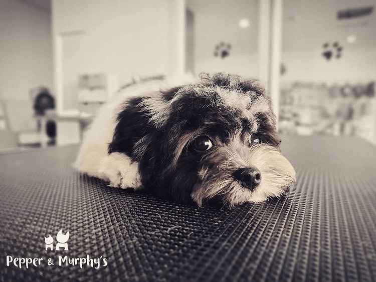Pepper and Murphys facility photo 3